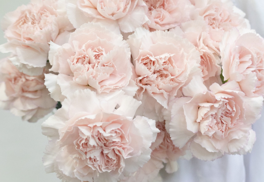 Dianthus caryophyllus 'Bridal Damascus' 100 Seeds