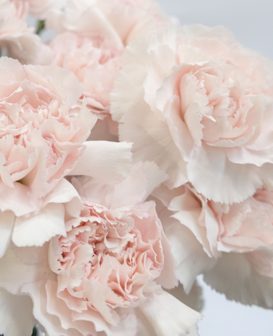 Dianthus caryophyllus 'Bridal Damascus' 100 Seeds