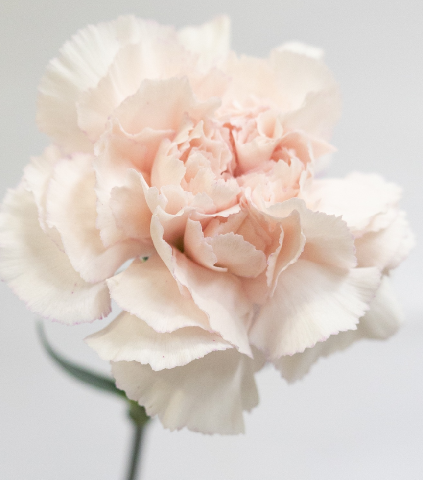 Dianthus caryophyllus 'Bridal Damascus' 100 Seeds