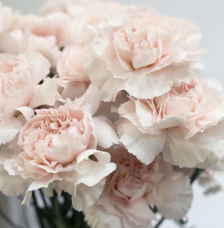 Dianthus caryophyllus 'Bridal Damascus' 100 Seeds