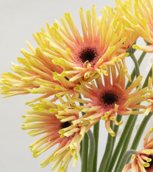 Gerbera L.'Level Typhoon' 50 Seeds