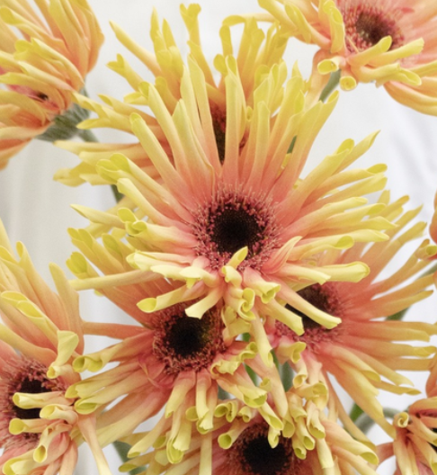 Gerbera L.'Level Typhoon' 50 Seeds