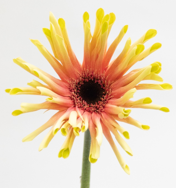 Gerbera L.'Level Typhoon' 50 Seeds