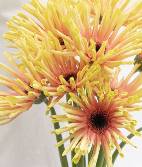 Gerbera L.'Level Typhoon' 50 Seeds