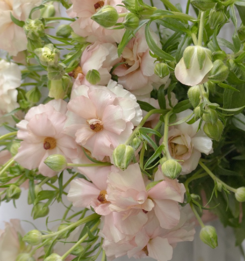 Ranunculus 'Rax Ariadne' 7 Bulbs