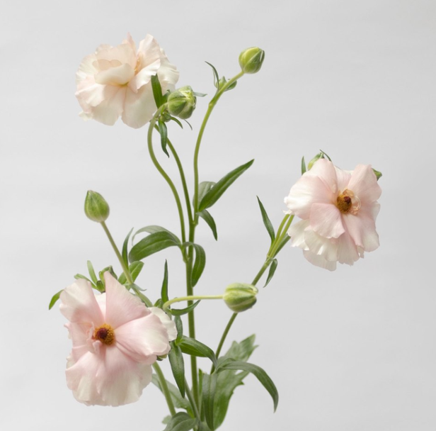 Ranunculus 'Rax Ariadne' 7 Bulbs