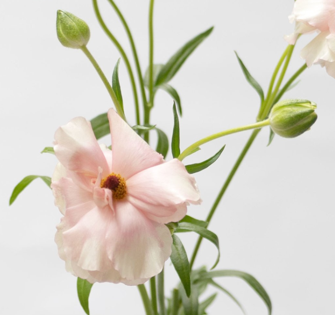 Ranunculus 'Rax Ariadne' 7 Bulbs