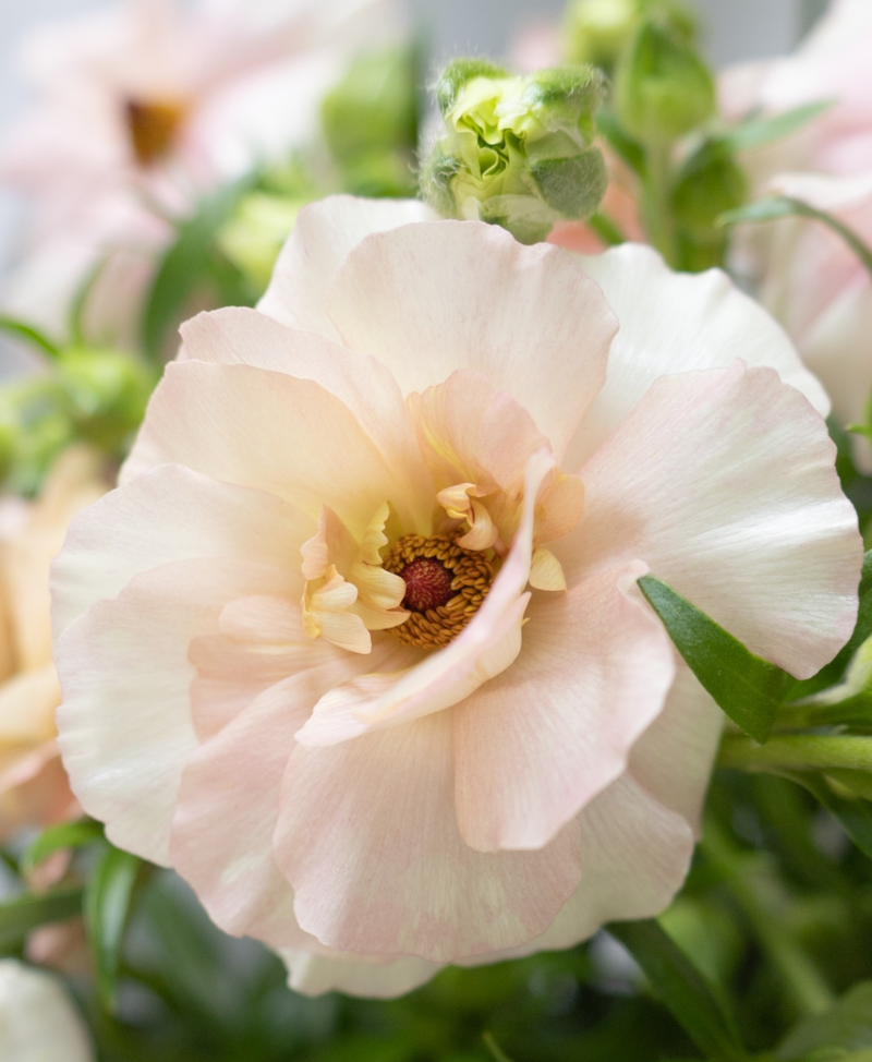 Ranunculus 'Rax Ariadne' 7 Bulbs