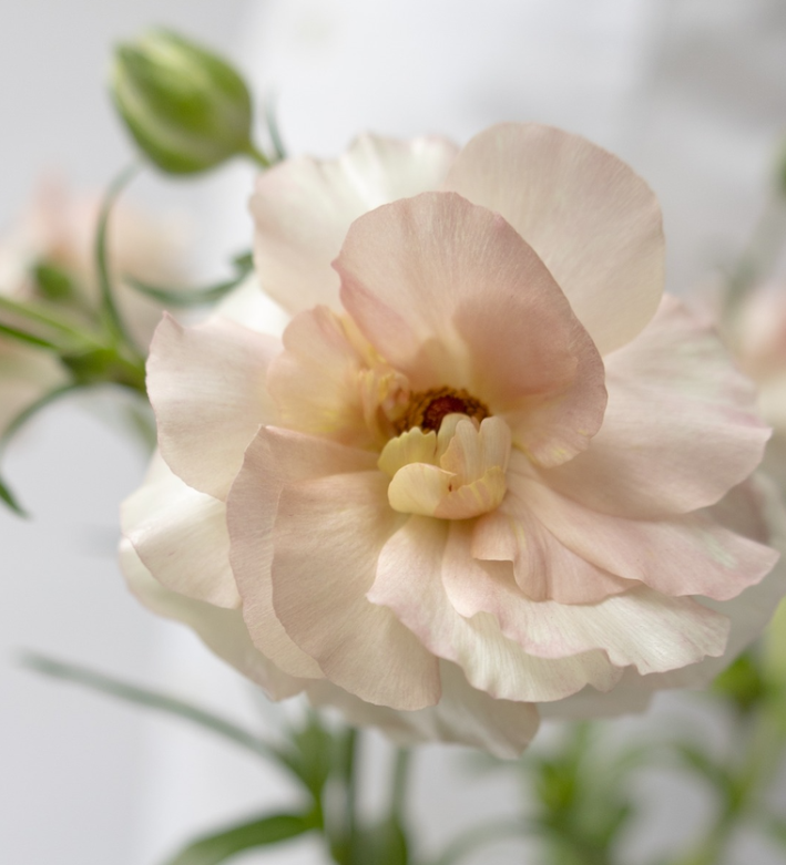 Ranunculus 'Rax Ariadne' 7 Bulbs