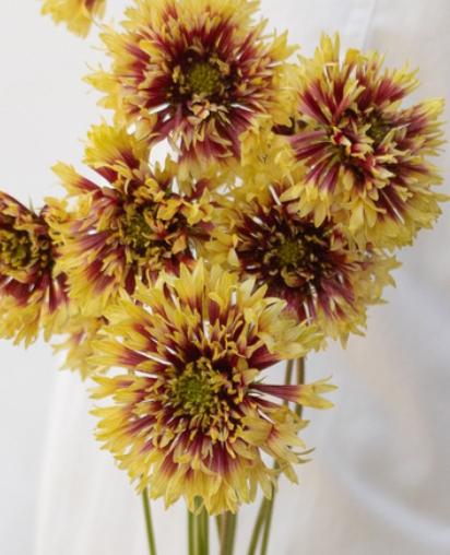Gaillardia 'Double trumpet' 60 Seeds