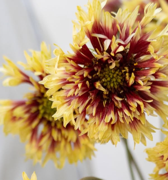 Gaillardia 'Double trumpet' 60 Seeds