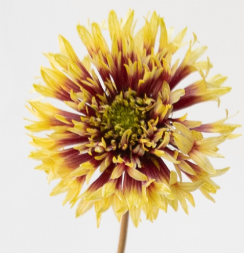 Gaillardia 'Double trumpet' 60 Seeds