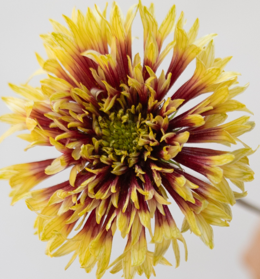 Gaillardia 'Double trumpet' 60 Seeds