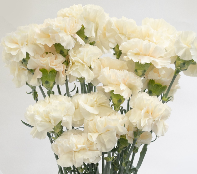 Dianthus caryophyllus 'Peachtea+' 100 Seeds