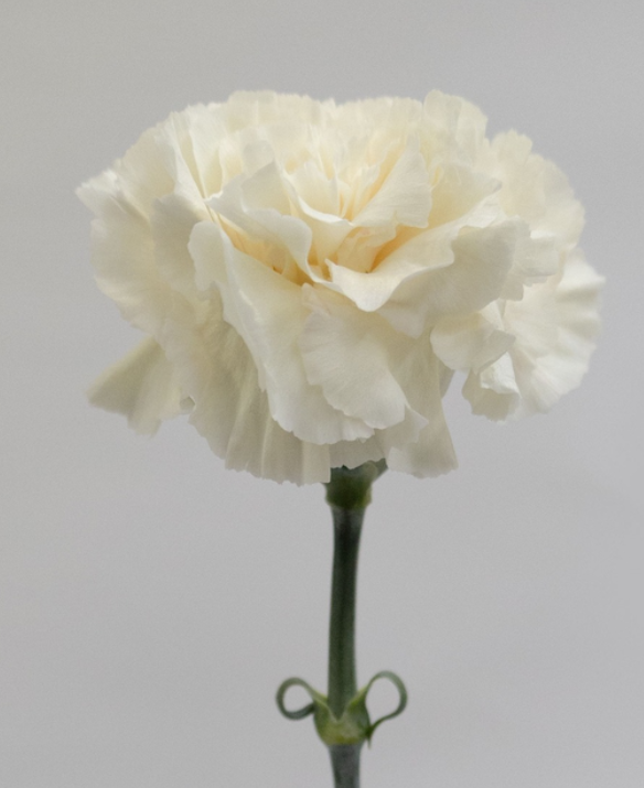 Dianthus caryophyllus 'Peachtea+' 100 Seeds