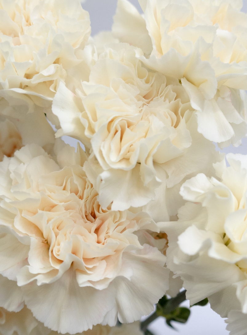Dianthus caryophyllus 'Peachtea+' 100 Seeds