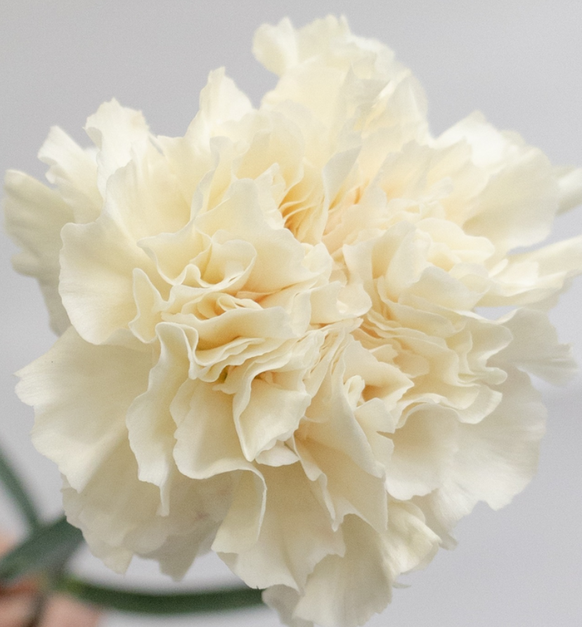 Dianthus caryophyllus 'Peachtea+' 100 Seeds