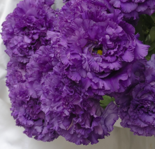 Lisianthus ( Eustoma ) Italia Series 'Celeb night' 6 Seeds