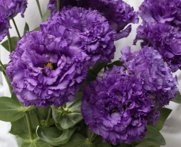 Lisianthus ( Eustoma ) Italia Series 'Celeb night' 6 Seeds