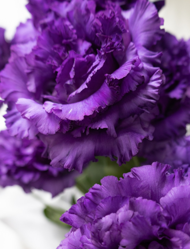 Lisianthus ( Eustoma ) Italia Series 'Celeb night' 6 Seeds