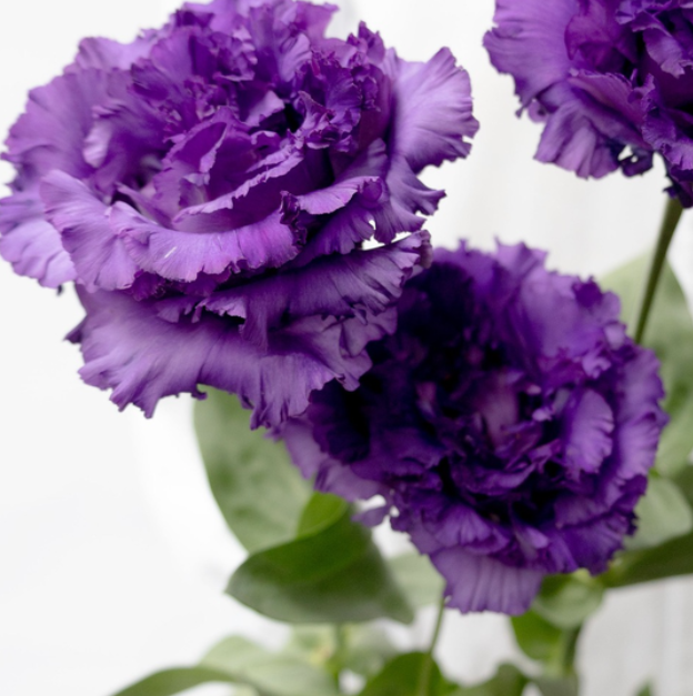 Lisianthus ( Eustoma ) Italia Series 'Celeb night' 6 Seeds