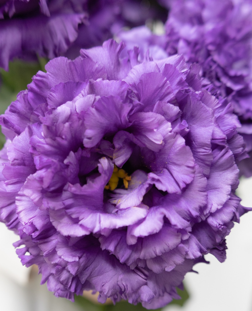 Lisianthus ( Eustoma ) Italia Series 'Celeb night' 6 Seeds