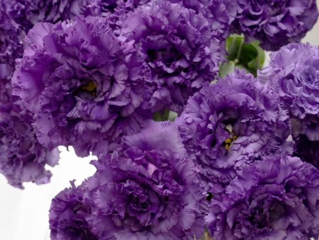 Lisianthus ( Eustoma ) Italia Series 'Celeb night' 6 Seeds