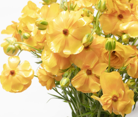 Ranunculus 'Rax Minerva' 7 Bulbs