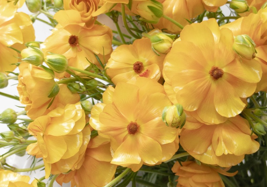 Ranunculus 'Rax Minerva' 7 Bulbs
