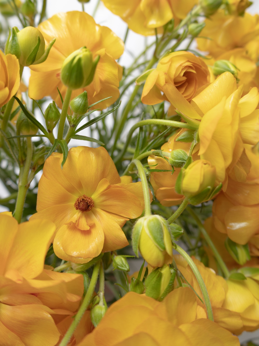 Ranunculus 'Rax Minerva' 7 Bulbs