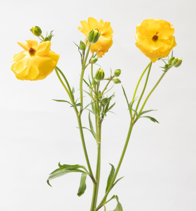 Ranunculus 'Rax Minerva' 7 Bulbs