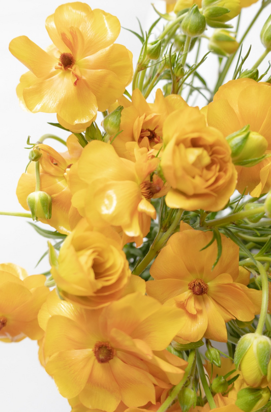 Ranunculus 'Rax Minerva' 7 Bulbs
