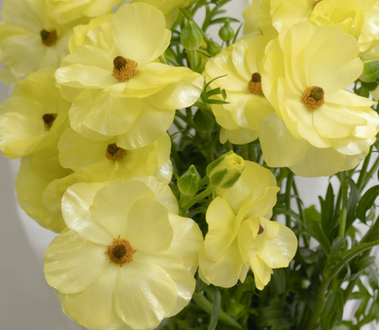 Ranunculus 'Rax Helios' 7 Bulbs