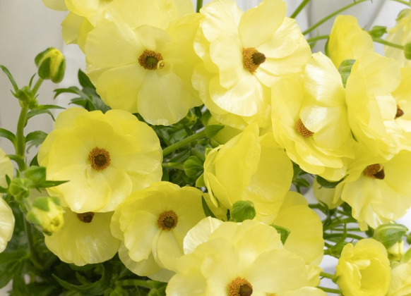 Ranunculus 'Rax Helios' 7 Bulbs