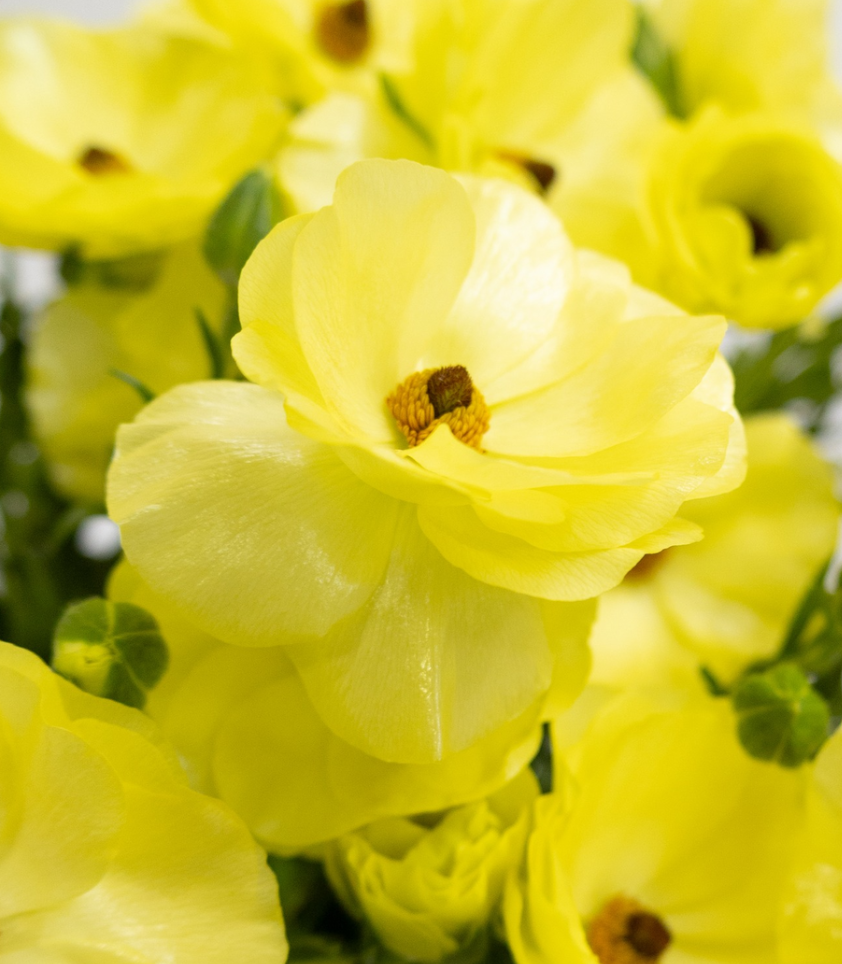 Ranunculus 'Rax Helios' 7 Bulbs