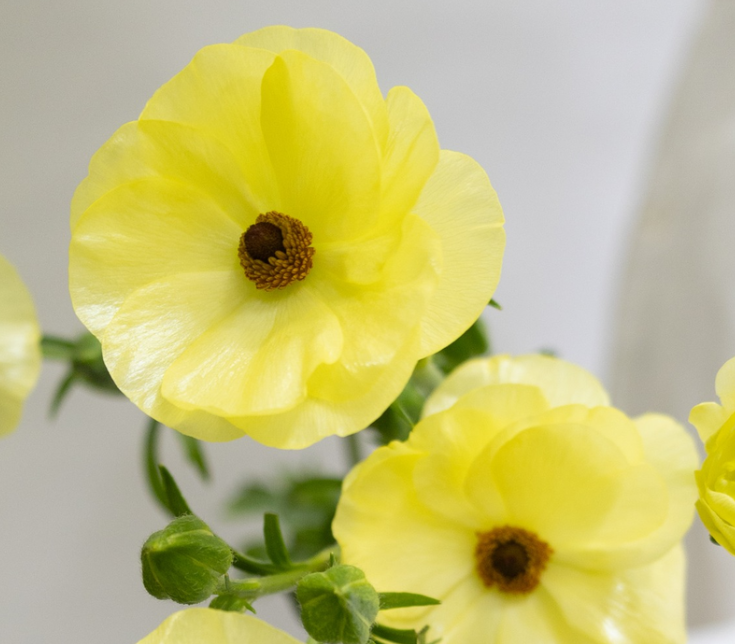 Ranunculus 'Rax Helios' 7 Bulbs