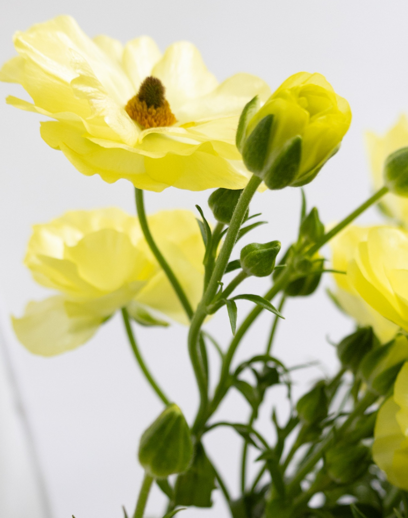 Ranunculus 'Rax Helios' 7 Bulbs