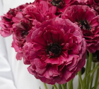 Ranunculus 'Braga' 7 Bulbs