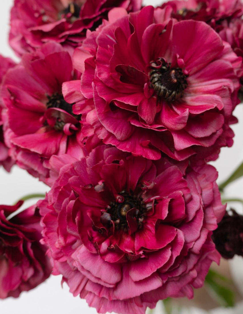Ranunculus 'Braga' 7 Bulbs