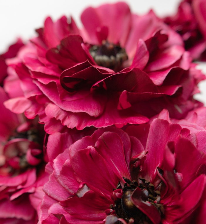 Ranunculus 'Braga' 7 Bulbs
