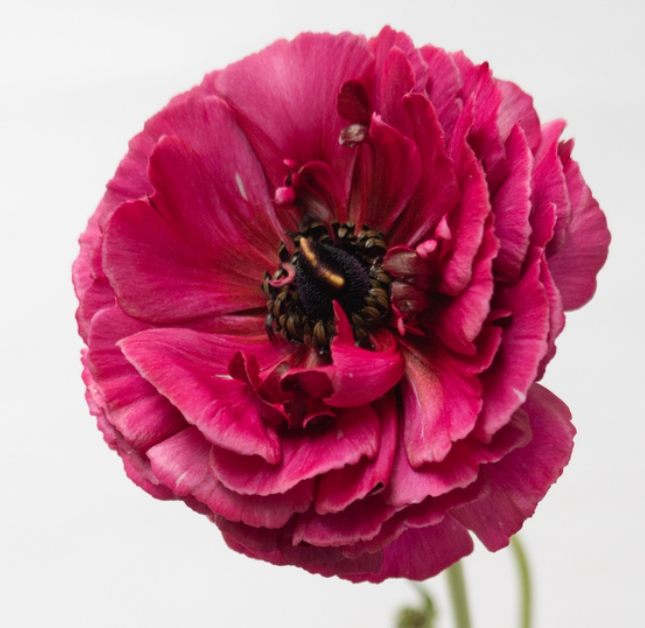 Ranunculus 'Braga' 7 Bulbs
