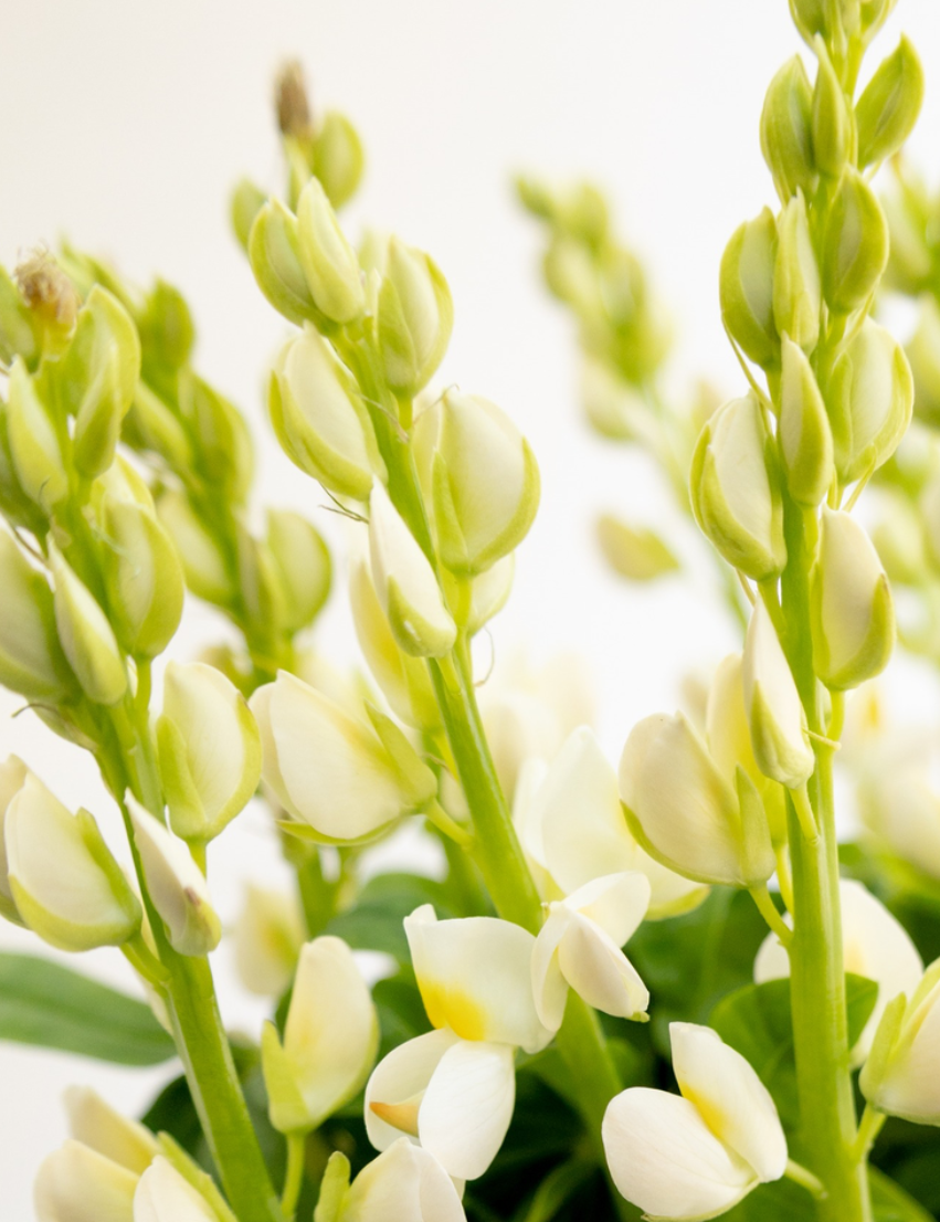 Lupinus 'Perl white' 20 Seeds