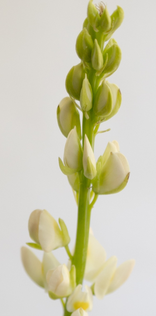 Lupinus 'Perl white' 20 Seeds