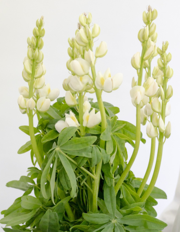 Lupinus 'Perl white' 20 Seeds