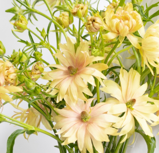 Ranunculus 'Rax Apollon' 7 Bulbs