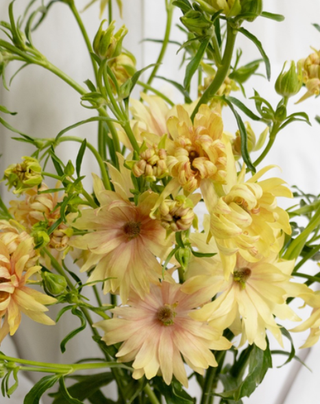 Ranunculus 'Rax Apollon' 7 Bulbs