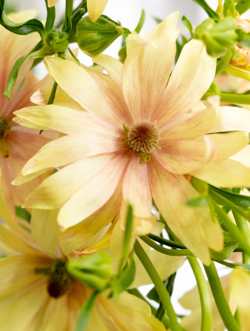 Ranunculus 'Rax Apollon' 7 Bulbs