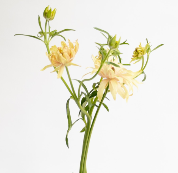 Ranunculus 'Rax Apollon' 7 Bulbs