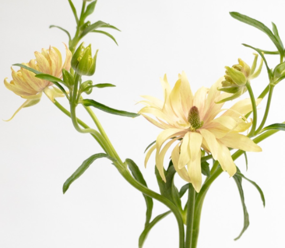 Ranunculus 'Rax Apollon' 7 Bulbs