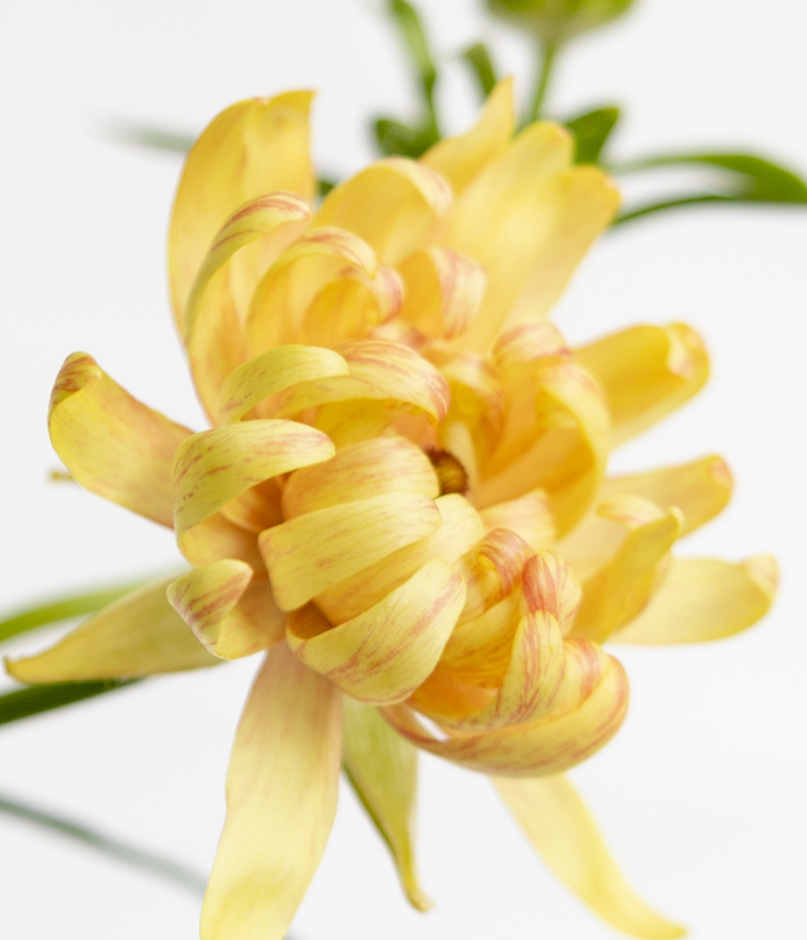 Ranunculus 'Rax Apollon' 7 Bulbs